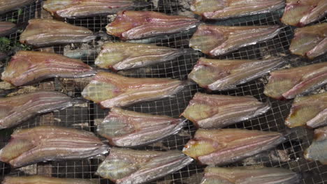 Close-up,-pan-right-of-fish-fillets-on-drying-rack,-Bangkok,-Thailand