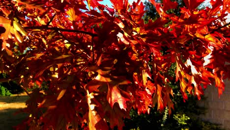 秋の直前に紅葉が訪れ、夏の紅葉は秋の赤、黄色、オレンジ、茶色に変わります