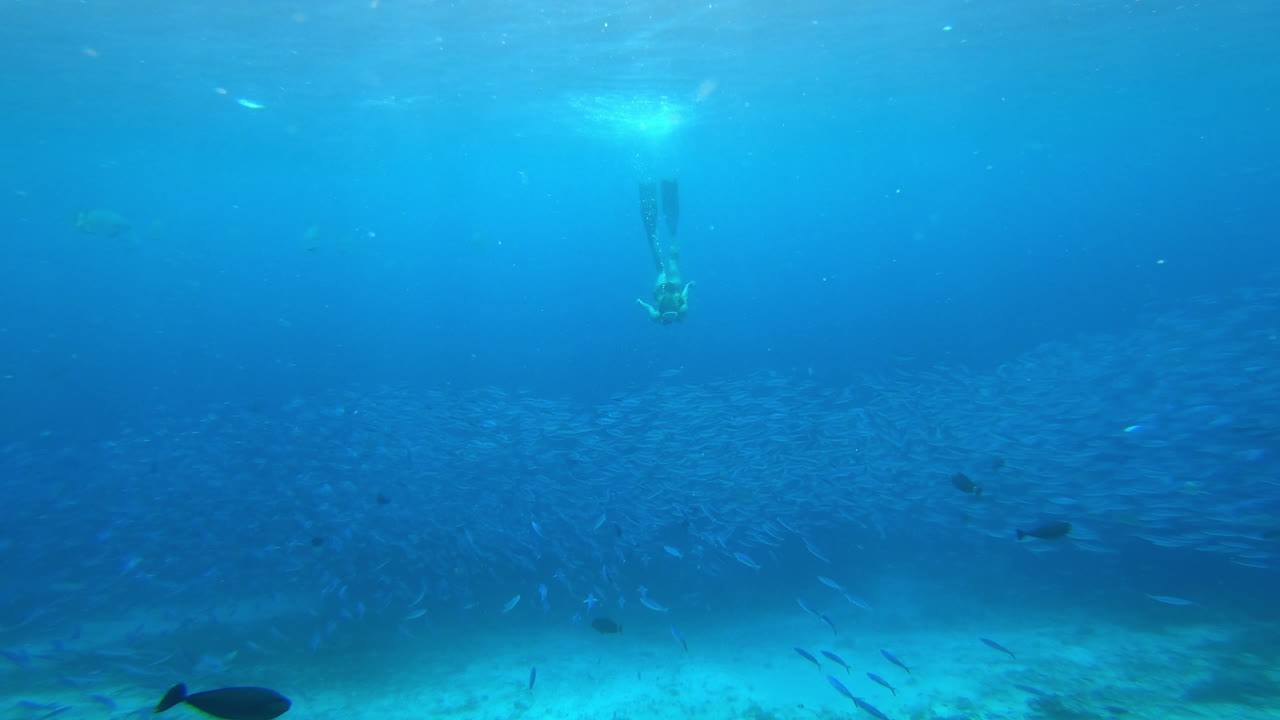 물고기와 함께 프리 다이빙하는 사람
