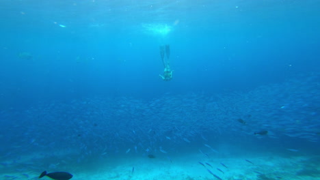 persona que se sumerge en libertad con peces