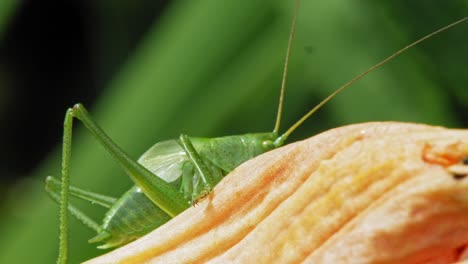 side view of common green grasshopper on flower petal