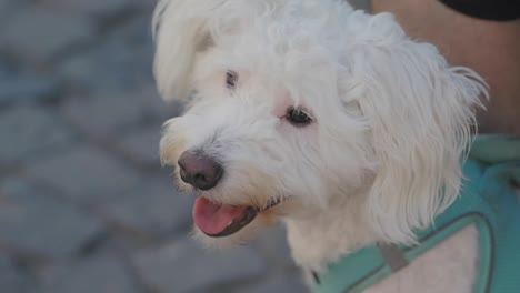 close-up of a cute white fluffy dog