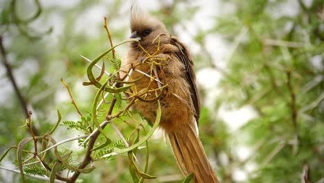 In-South-Africa,-speckled-mousebird-perched-on-a-branch