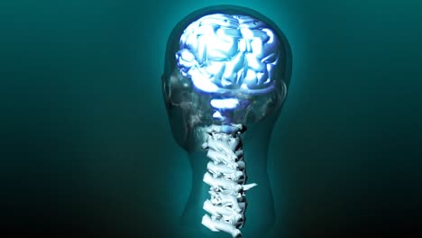el cerebro humano.