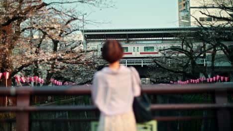 woman watching a train at a cherry blossom station in japan