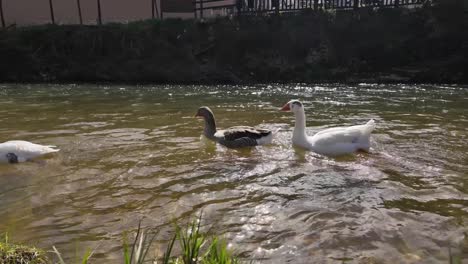 Closeup-panning-view-of-a-gaggle-of-geese-in-a-quiet-river-in-Soria,-Spain