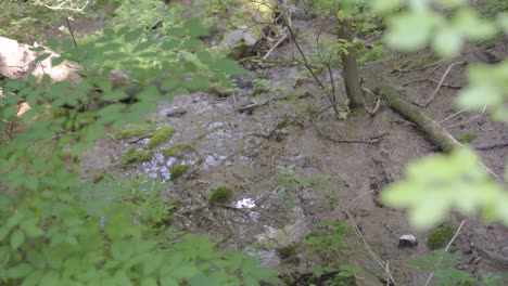water runoff through forest near varbo, hungary