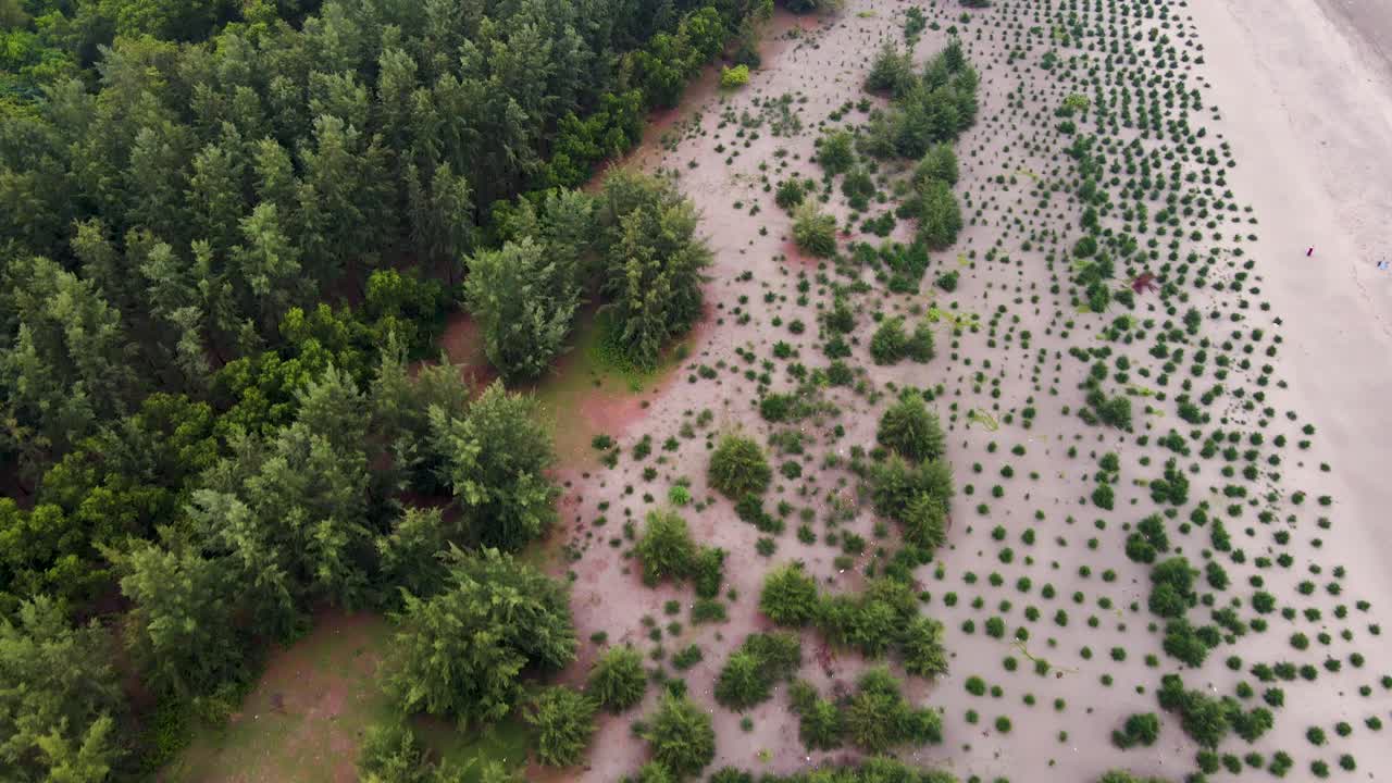 una plantación de árboles jóvenes que crece a lo largo de la costa