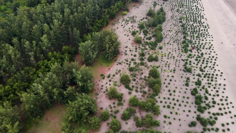 A-young-tree-plantation-growing-along-the-coastline