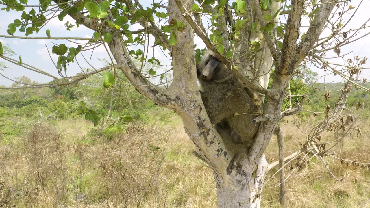 La Conservazione Animale nel Parco Nazionale delle Cascate Murchison rilascia il babbuino nella natura selvaggia.