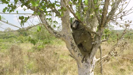 conservación de animales en el parque nacional de murchison falls liberación babuino de vuelta a la naturaleza