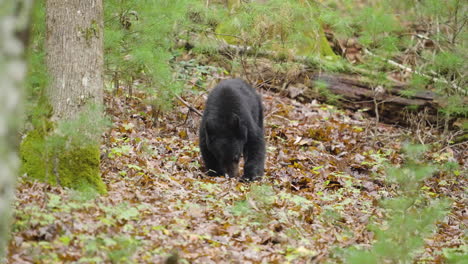 black bear cub eating in forest 1
