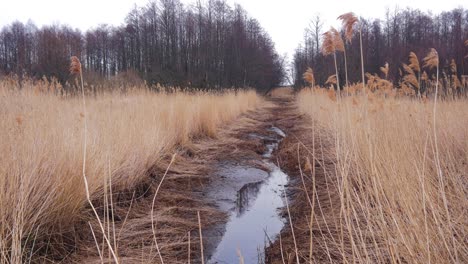 Ditch-with-dark-water,-dry-beige-reed-steams-on-the-wind,-reed-plants-near-the-lake-Liepaja-coastline,-calm-sunny-spring-day,-wide-shot