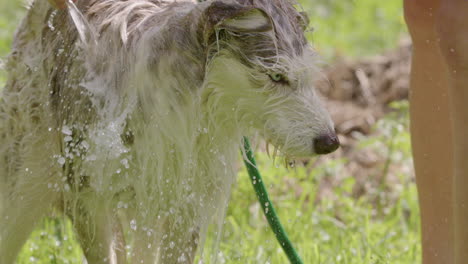 dog bathing - husky and collie mix being bathed outside in the sun, slow motion