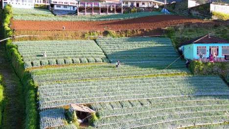 Drohnenaufnahme-Eines-Bauern-Arbeitet-Auf-Der-Gemüseplantage,-Um-Dünger-Zu-Sprühen---Traditioneller-Indonesischer-Bauer