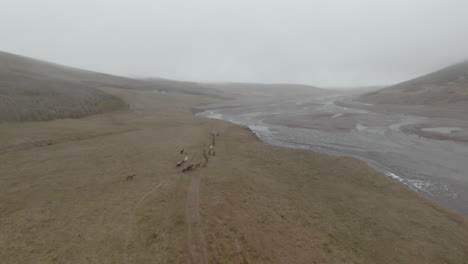 herd of icelandic horses running along river shore, foggy scenery