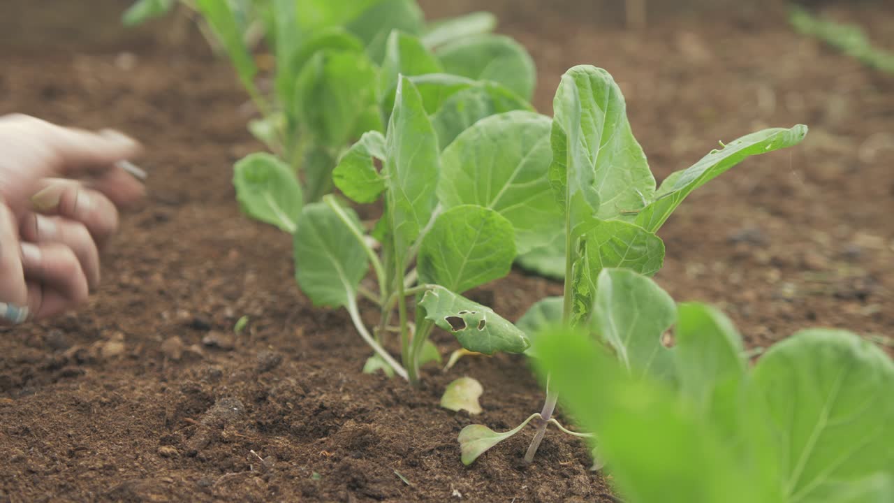 브셀 에서 잡초를 제거합니다.