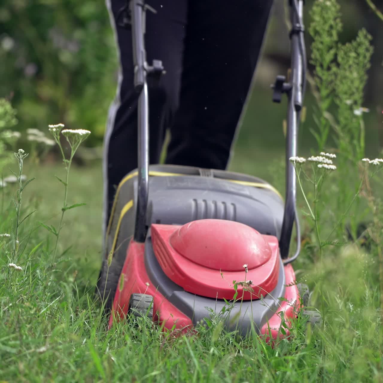 woman cutting grass in his yard with corded electric lawn mower.
