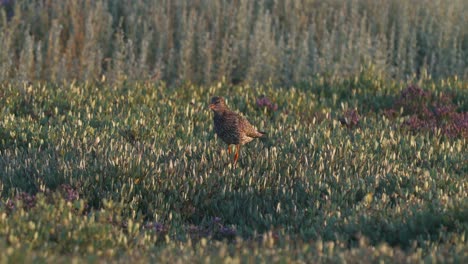 bird eurasian oystercatcher isolated in a natural environment forest background