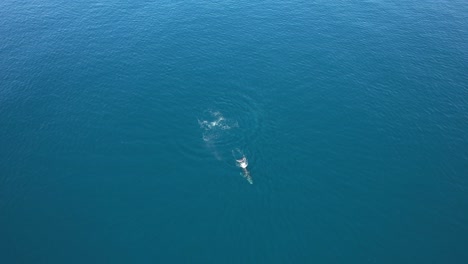 Dolphins-And-Whale-Watching---Aerial-View-Of-Humpback-Whale-In-The-Blue-Sea