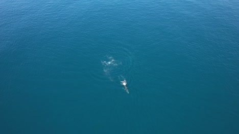 dolphins and whale watching - aerial view of humpback whale in the blue sea