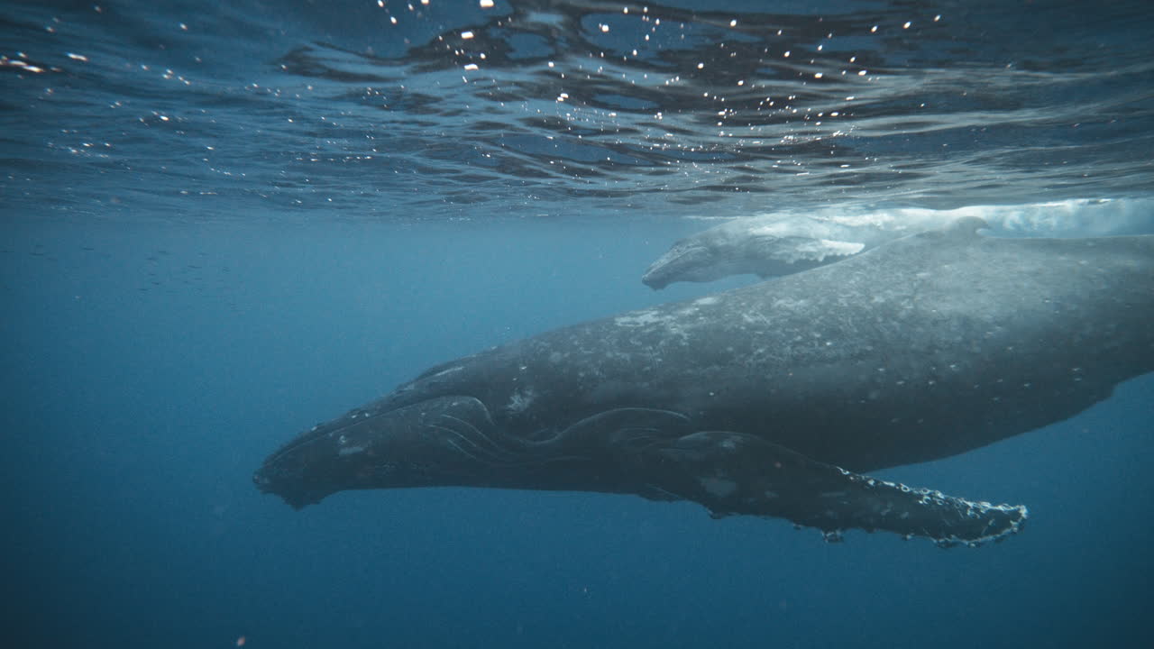 Humpback Whale Mom And Calf Swimming In Echelon Formation