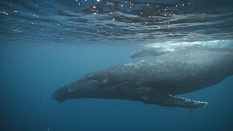 Mamá-Y-Cría-De-Ballena-Jorobada-Nadando-En-Formación-Escalonada