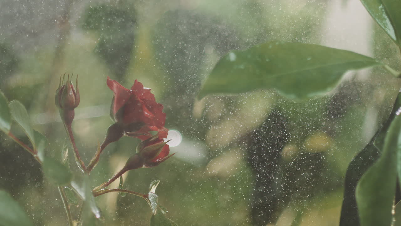 비가 오는 은 장미