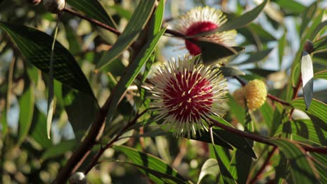 澳洲維多利亞州 (victoria, australia) 陽光明<unk>的白天,中等射擊的海<unk> (hakea laurina) 針枕植物