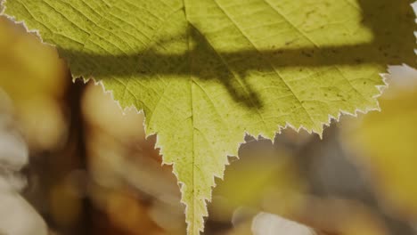 hojas de otoño
