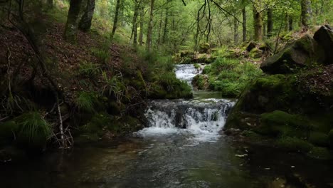 small stream on a forest shot on a gimbal