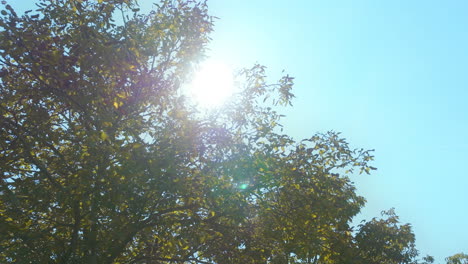 sunlight through tree branches