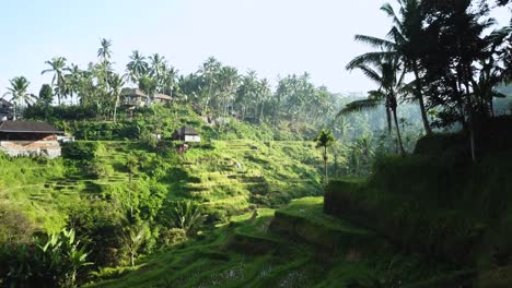 Beautiful-Drone-shot-flying-around-a-corner-and-revealing-the-Tegalalang-Rice-Terraces-in-Bali,-Indonesia-during-sunrise-hours