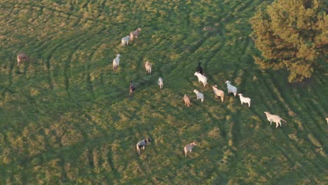 cattle ranching in argentina, one of the strongest sectors of the economy