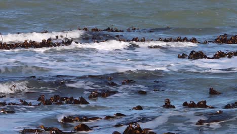 kelp bed poking above water on a spring tide