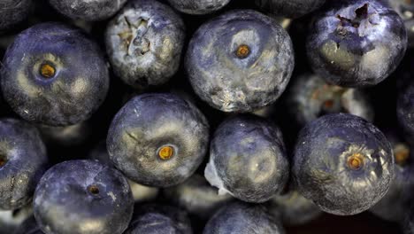 macro dolly shot of details of the arranged blueberries ,4k resolution top view.