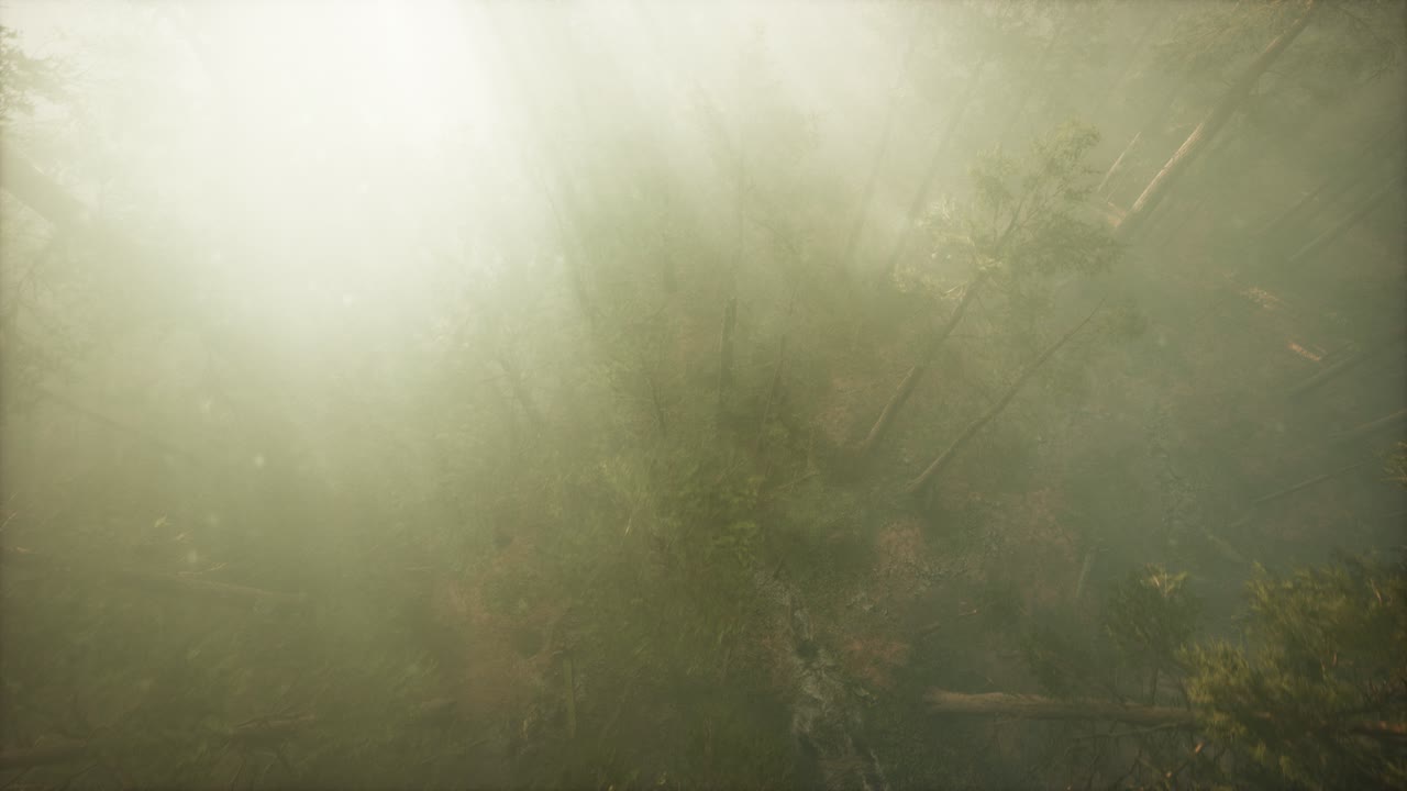 drone rompiendo a través de la niebla para mostrar la secuoya y el pino