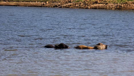 Imágenes-De-4k-Vacas-Tailandesas-Bañándose-En-Agua-En-Tailandia-En-Un-Día-Caluroso-Para-Refrescarse