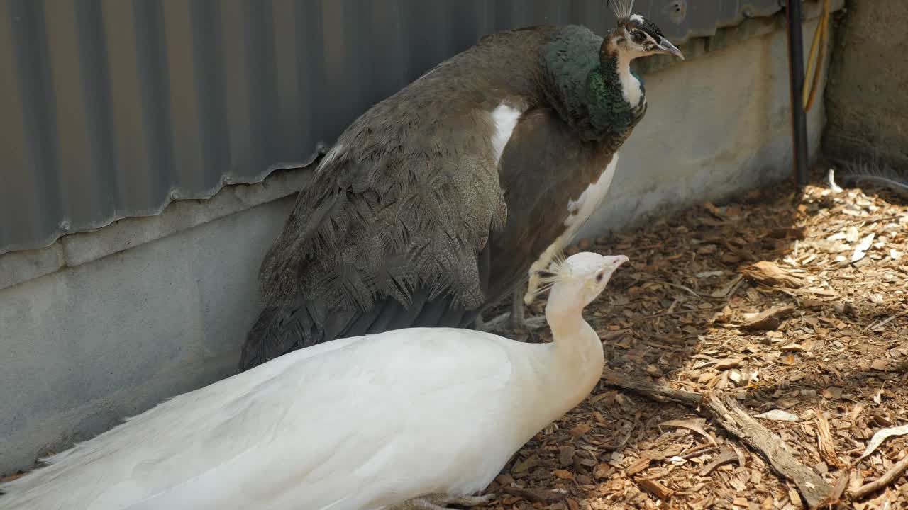 black and white peacock  relax under the tree in zoo