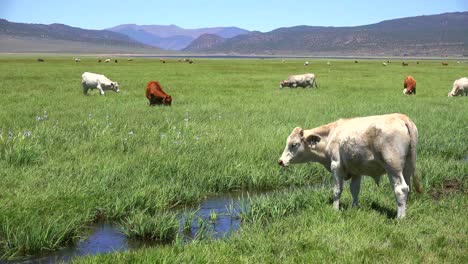 Las-Vacas-Pastan-En-Un-Campo