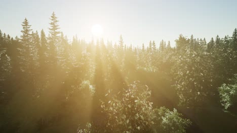 healthy green trees in a forest