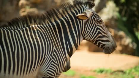 Zebra-Grevy-10