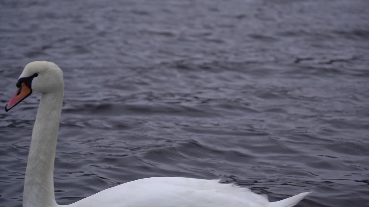 hermoso cisne mudo mirando a la cámara mientras nada en el fiordo noruego veafjorden - clip estático con la cabeza enfocada mientras nada lentamente de derecha a izquierda