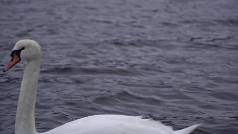 Schöner-Höckerschwan,-Der-Beim-Schwimmen-Im-Norwegischen-Fjord-Veafjorden-In-Die-Kamera-Blickt---Statischer-Clip-Mit-Scharfem-Kopf,-Während-Er-Langsam-Von-Rechts-Nach-Links-Schwimmt