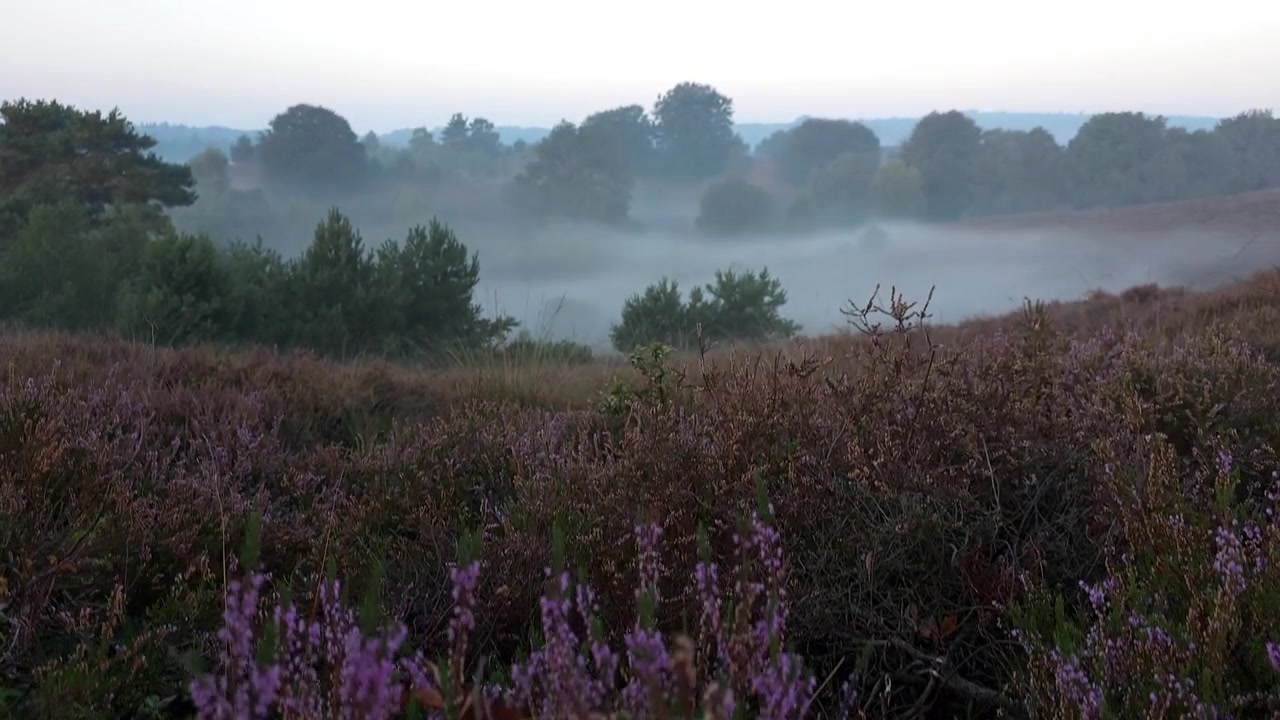 Panorering fremad over en lynghede i en tåget morgen i Nationalpark Veluwe, Holland. Dette billede er ideelt til rejser, natur, planter, årstider og kommercielle temaer.