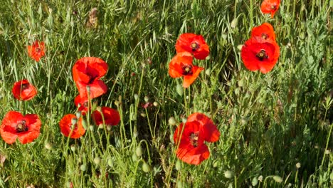 a few poppies with a bee flying around