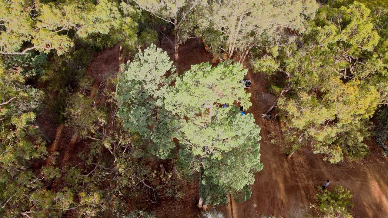 Top down drone view of tourists camping under gum tree canopy in Australian forest in Kosciuszko National Park, NSW