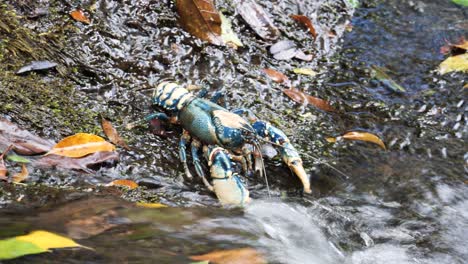 Unique-view-of-a-rare-and-protected-Lamington-spiny-crayfish-traveling-between-natural-rock-pools