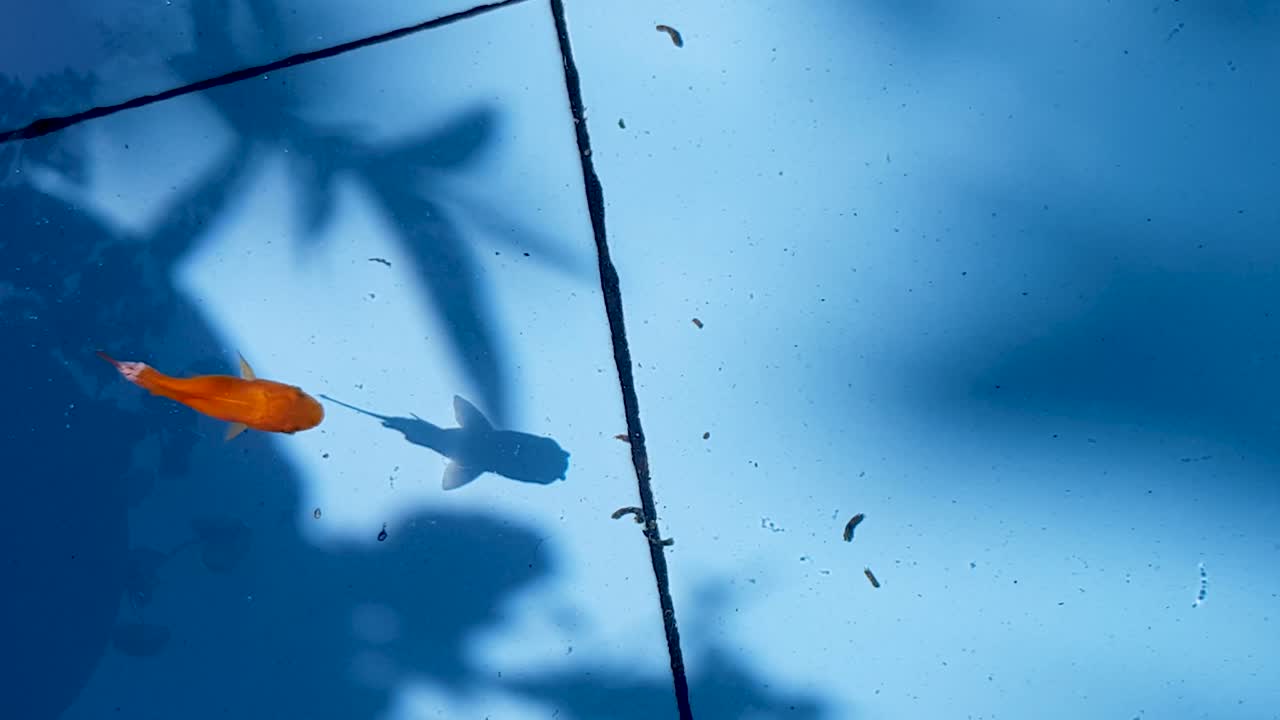 파란 수영장, 은 물고기가 물속에서 헤엄치고, 벌이 표면에 떠다니며, 날아가고, 잎자루는 바닥의 파란 세라에 태양 그림자를 남니다.