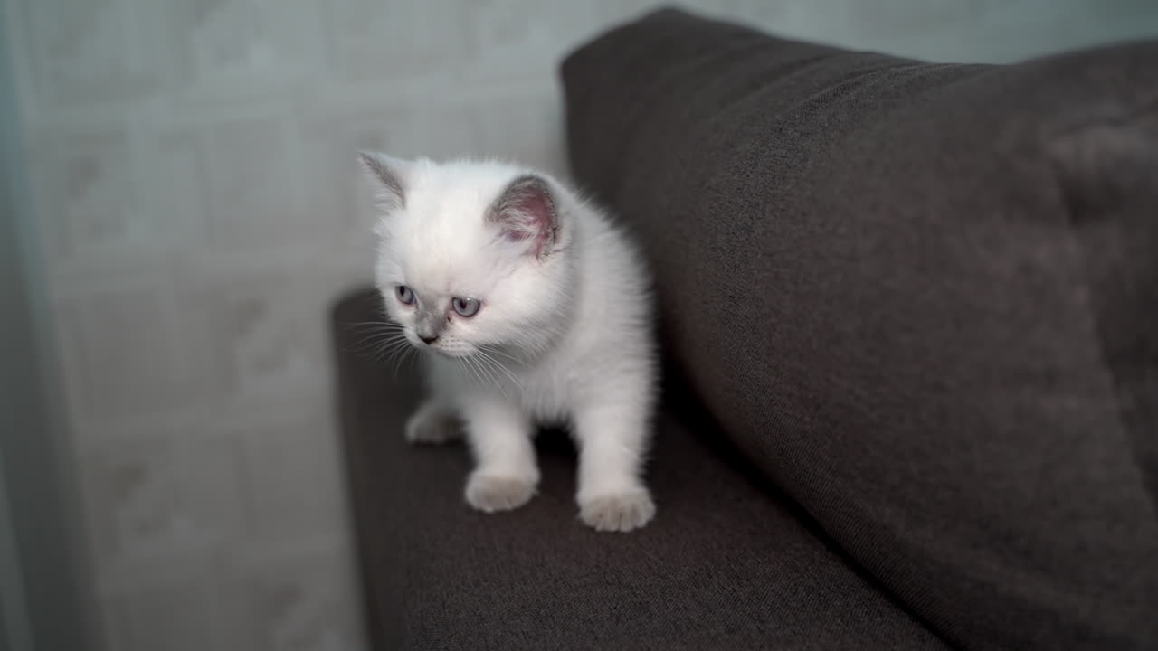 Gatto che gioca a casa. Gatto bianco su un morbido divano bianco con uno sguardo espressivo.